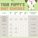 Keep Your Puppy Healthy With This Vaccination Schedule