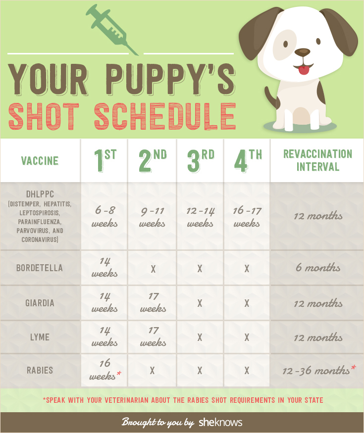 Keep Your Puppy Healthy With This Vaccination Schedule 