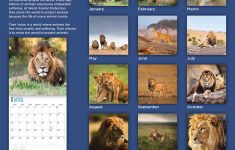 2022 Lions Schedule Spring Schedule 2022